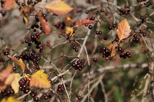 Autumn, dark red berries on a bush without leaves