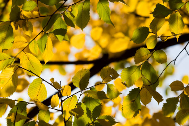 istock Autumn. Fall scene. Beauty nature scene trees and leaves. Nature background. Selective focus. 863501620