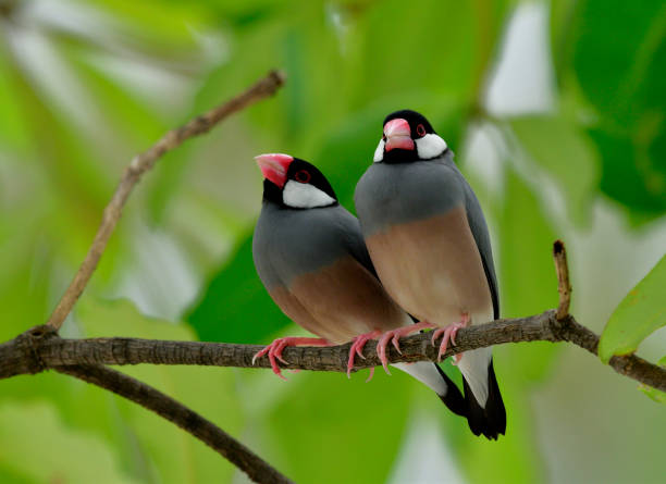 istock Sweet pair bird, Java sparrow (Lonchura oryzivora) fine grey bird with pink bills perching together on branch over green leafs, lovely nature 863501772