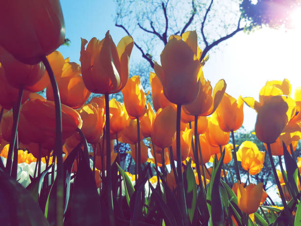 istock yellow tulip in sunshine 863501816