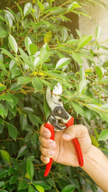 Cut Back Ficus Tree 220+ Ficus Tree Pruning Stock Photos, Pictures & Royalty-Free Images ...