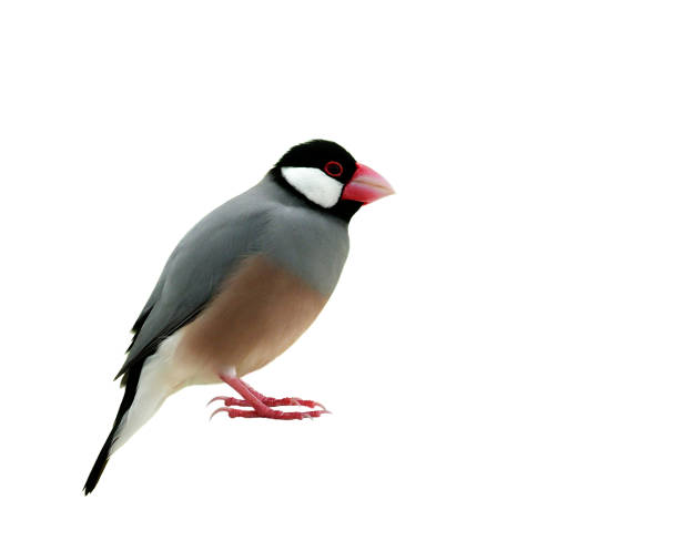 istock Java sparrow (Lonchura oryzivora) lovely grey birds with pink bills and legs fully standing showing head to toes details isolated on white background, beautiful nature 863501902