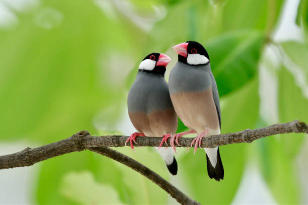 istock Java sparrow (Lonchura oryzivora) fine grey birds with pink bills perching teasing each other on branch over green leafs, sweet nature 863501988