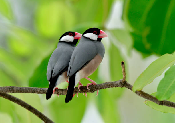 istock Java sparrow (Lonchura oryzivora) fine grey birds with pink bills perching beside each other on branch over green leafs, lovely nature 863502166