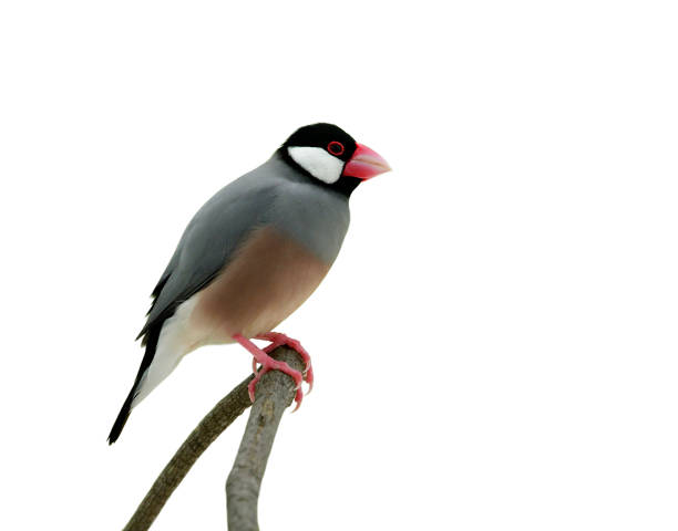 istock Java sparrow (Lonchura oryzivora) amazed grey feathers bird with pink legs and bills isolated on white background, exotic nature 863504358