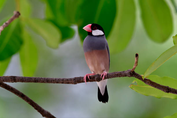 istock Java sparrow (Lonchura oryzivora)  fine pink finch grey bird perching on branch over green leafs, lovely nature 863504546