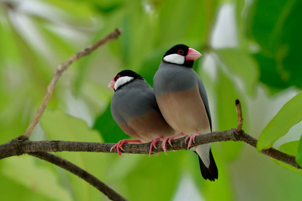 istock Couple of Java sparrow (Lonchura oryzivora) fine grey bird with pink bills perching together on branch over green leafs, lovely nature 863504998