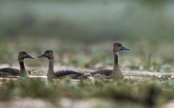 istock Lesser whistling duck Family 863505010