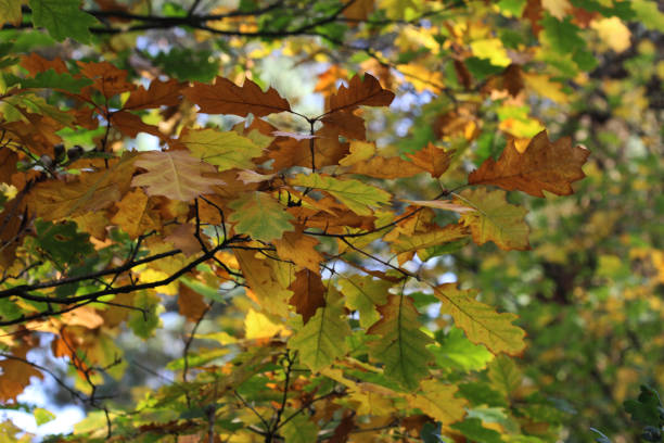 istock brown and yellow oak leafs hanging 863505674