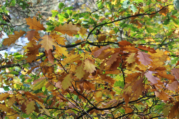 istock brown and yellow oak leafs hanging 863505726