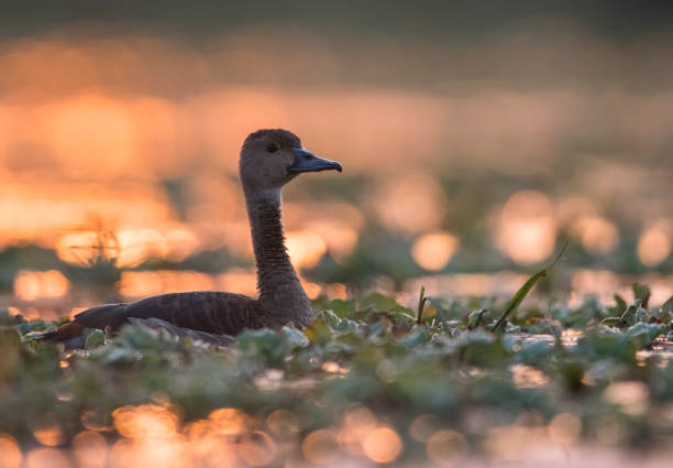 istock Lesser whistling duck at sunrise 863508066