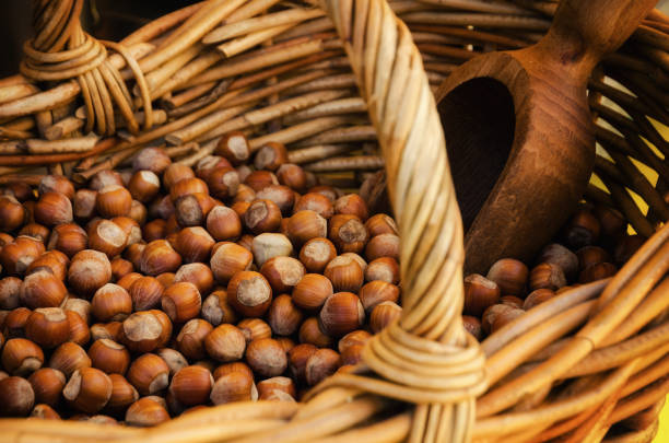 "Nocciola Piemonte Igp", also known as "Tonda Gentile di Langa", hazelnut variety produced in piedmont (italy) stock photo