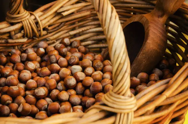 "Nocciola Piemonte Igp", also known as "Tonda Gentile di Langa", hazelnut variety produced in piedmont (italy), with wicker basket and scoop