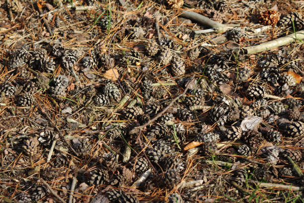 istock Ground full of pinecones 863508760