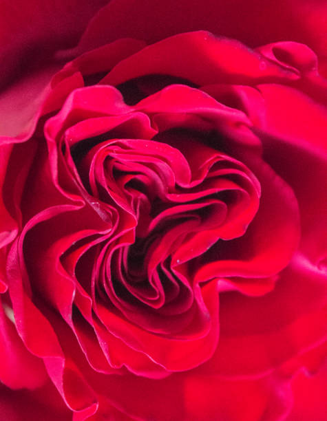 istock Closeup of Rose 863508766