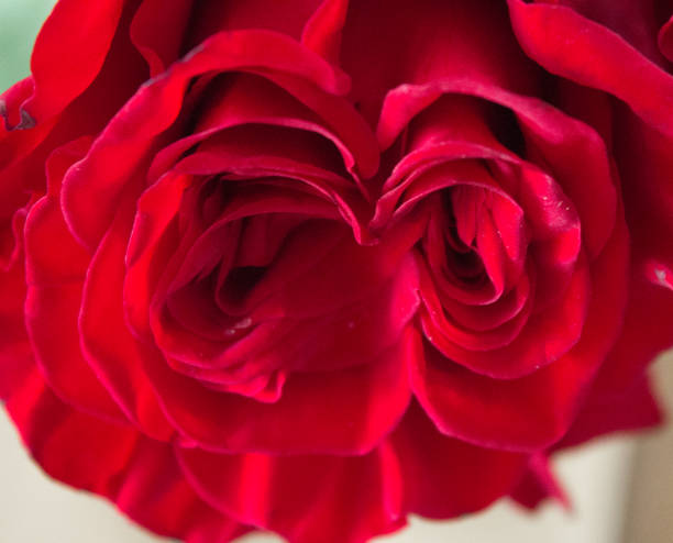 istock Closeup of Rose 863511952
