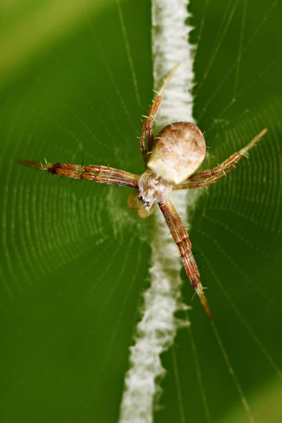 istock Close up spider and spider web in green background (vertical) 863512424