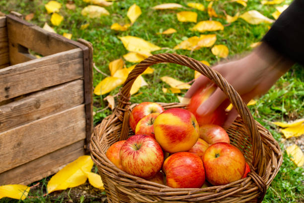 istock Farmer Picks Red Apples in the Garden. 863512532