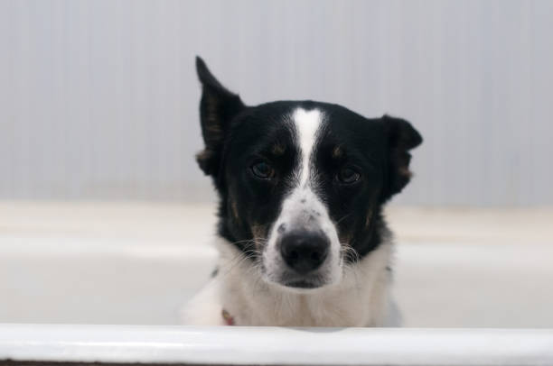 istock Mixed breed dog sitting at the bath 863515868