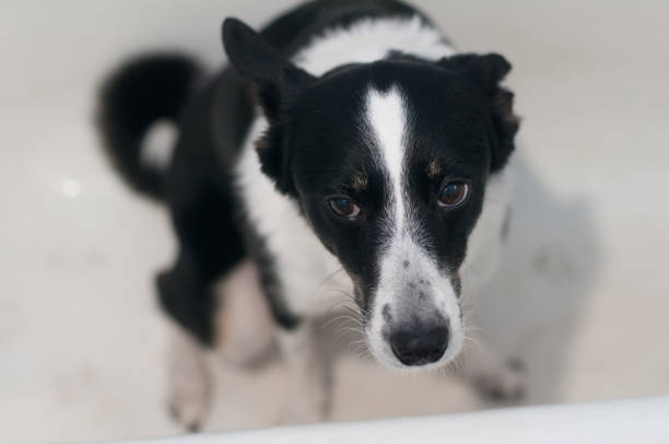 istock Mixed breed dog sitting at the bath 863516094