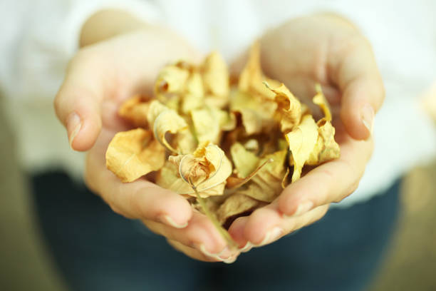 istock autumn leaves in the palm 863516746