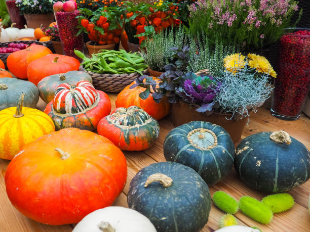 istock Pumpkins on rural landscape background. 863517660
