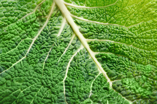 A leaf of a savoy cabbage closeup, the leaf veins and texture, macro