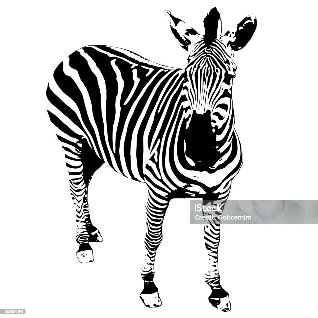 Wild African Zebra Illustration on White Background View of wild zebra Abstract stock vector Wild African Zebra Illustration on White Background View of wild zebra Abstract stock vector