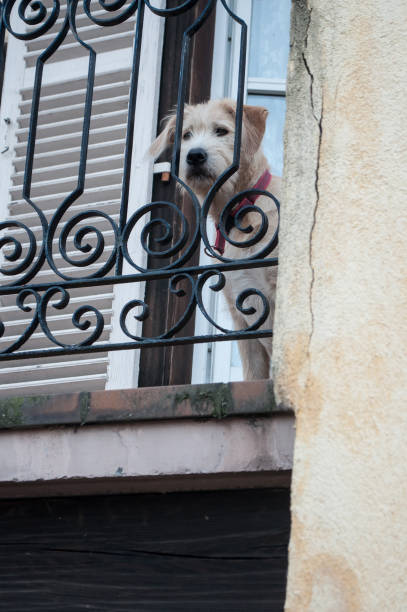 istock Dog enclosed on a balcony looking out 863524460