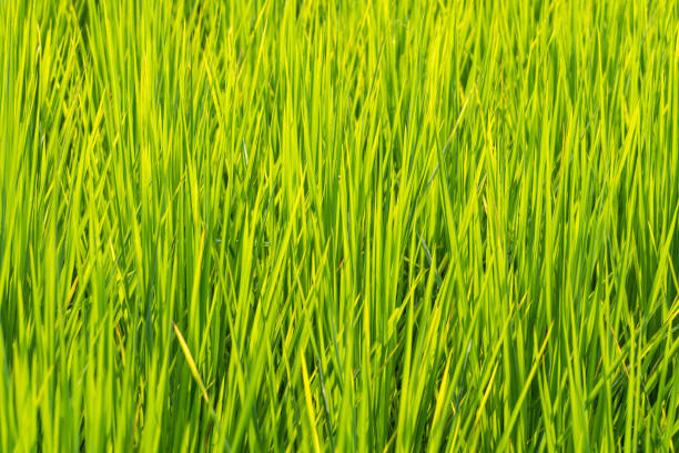 Soft focus of green rice leaf in paddy field.Thailand