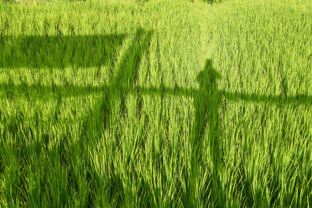 istock Shadow of man in paddy rice field.Thailand. 863525044