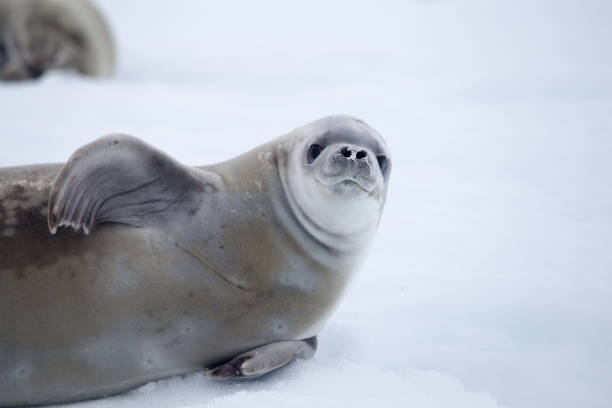 istock Crabeater seal looking towards camera 863525312