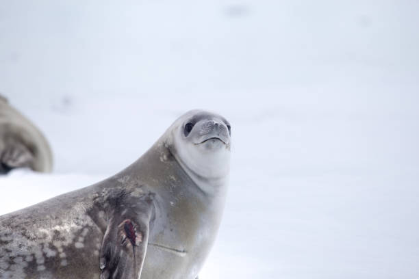 istock Crabeater seal in Crystal Sound, Antarctica. 863525436