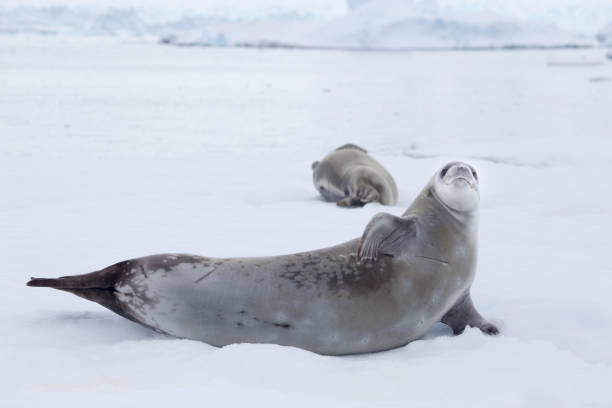 istock Crabeater seal in Crystal Sound, Antarctica. 863525478
