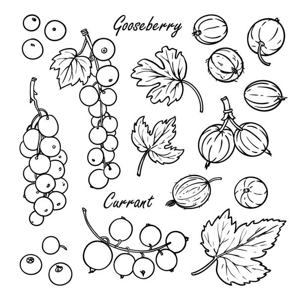 ilustrações de stock, clip art, desenhos animados e ícones de collection of berries: currant and gooseberry - berry fruit currant variation gooseberry