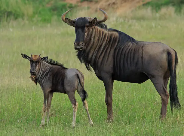 Mother and baby wildebeest looking into the camera