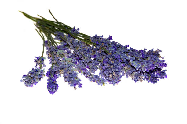 istock Dry bunch of lavender 863528916