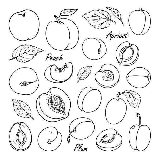 sammlung von obst: pfirsich, pflaume, aprikose, isoliert auf weiss - plum leaf fruit white stock-grafiken, -clipart, -cartoons und -symbole