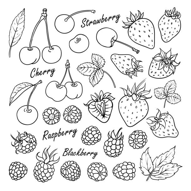 Collection of berries: cherry, strawberry, raspberry, blackberry isolated on white Set of vector fruits and berries: cherry, strawberry, raspberry, blackberry. Hand drawn collection for design, isolated on white. Black lines sketch raspberry stock illustrations