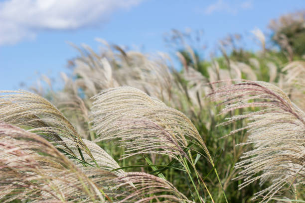 istock Susuki(Japanese Pampas Grass,Miscanthus sinensis) blowing in the breeze 863536948