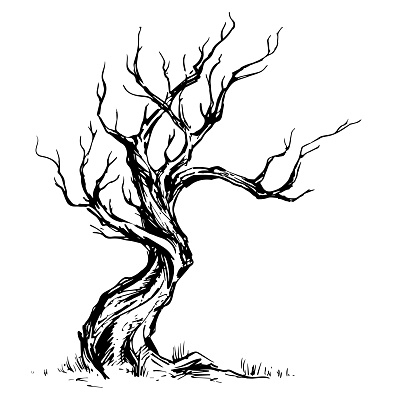 Handsketched illustration of old crooked tree. Dry wood, tinder. Ink sketch deciduous oaktree isolated on white background. Freehand linear hand drawn picture retro doodle graphic style. Vintage vector tree.