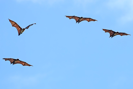 The flock of indian fox bat in flight