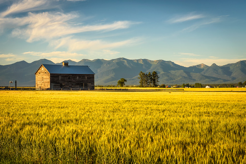 Summer sunset with an old barn and a rye field in rural Montana with Rocky Mountains in the background.