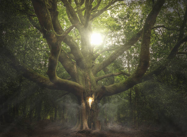 old tree old beech, heart of the forest magical equipment stock pictures, royalty-free photos & images