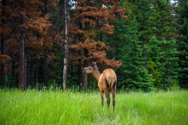 istock Young male  Elk in Banff National Park, Alberta, Canada 863552078