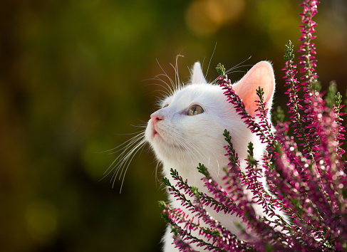 Portrait of small white cat beside pink flower in garden, looking up, side view, with blurred green background