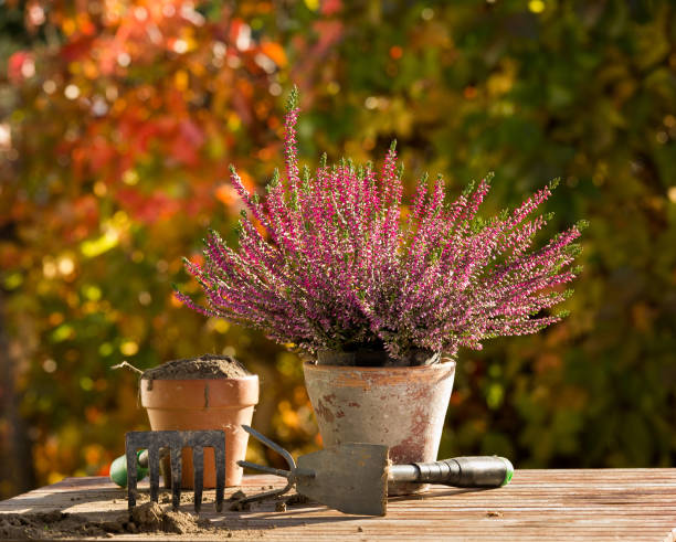 Gardening equipment and plant on table Heather plant in flower pot and gardening equipment on wooden table in courtyard in autumn heather photos stock pictures, royalty-free photos & images