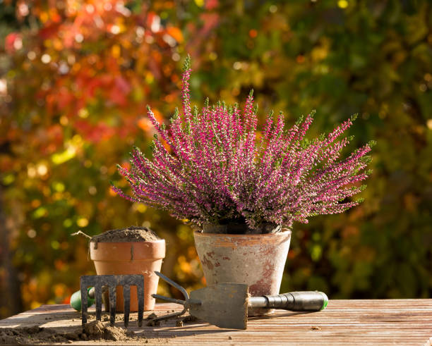 gardening equipment and plant on table - shovel trowel dirt plant imagens e fotografias de stock