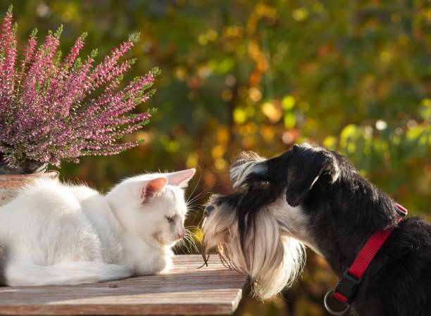 Cat and dog love Cat and dog love. Little white kitty lying on table in garden and miniature schnauzer smelling her cat sniff stock pictures, royalty-free photos & images