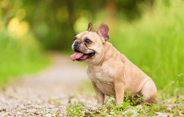 foto de un bulldog francés - french bulldog fotografías e imágenes de stock